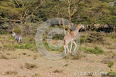 Jiraffe and zebra in Africa Stock Photo