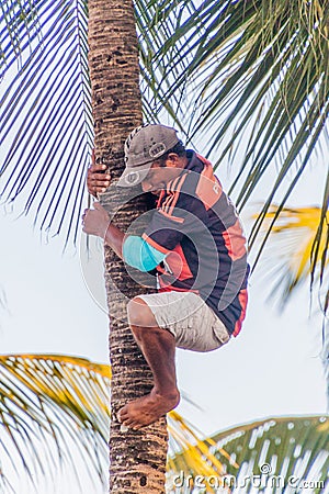 JOAO PESSOA, BRAZIL - OCTOBER 13, 2016: Local man is harvesting coconuts in Joao Pesso Editorial Stock Photo