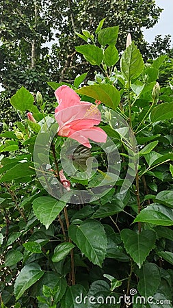 Joba flower Stock Photo