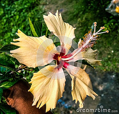 Joba flower in my garden Stock Photo