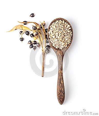 Jobs tears in wood spoon on white background. top view Stock Photo