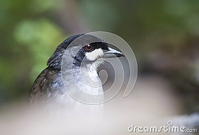 Jocotocomierpitta, Jocotoco Antpitta, Grallaria ridgelyi Stock Photo