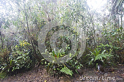 Jocotocomierpitta, Jocotoco Antpitta, Grallaria ridgelyi Stock Photo