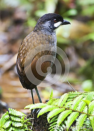 Jocotocomierpitta, Jocotoco Antpitta, Grallaria ridgelyi Stock Photo