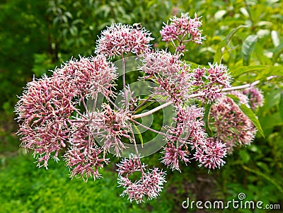 Joe Pye Weed Stock Photo