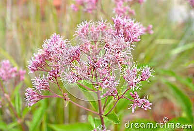 Joe Pye Weed Flower Eupatorium maculatum Stock Photo