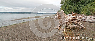 Joemma Beach State Park deadwood tree trunk on pebble beach at low tide Stock Photo