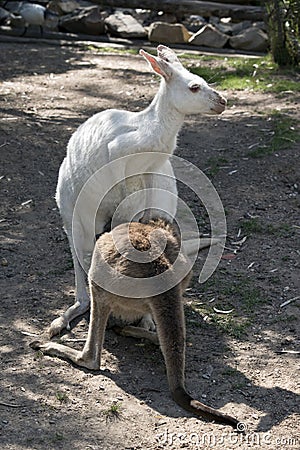 The albino western grey kangaroo is feeding her brown joey from her pouch Stock Photo