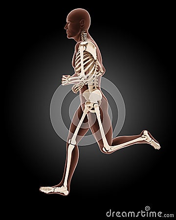 Jogging male medical skeleton Stock Photo