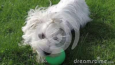 Jogo do cão maltês video estoque Jogo do cão maltês video estoque