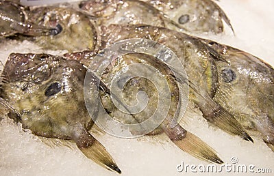 John Dory (Zeus faber) fishes Stock Photo