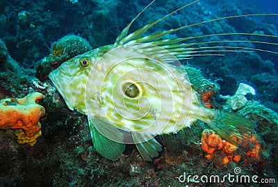 John Dory Stock Photo