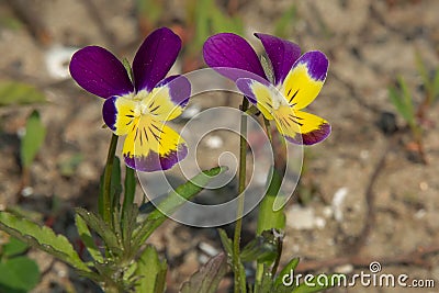 Wild Pansy - Viola tricolor Stock Photo