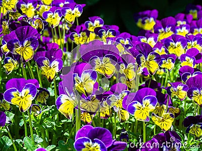 Little Johnny Jump-ups or Viola Flowers Stock Photo