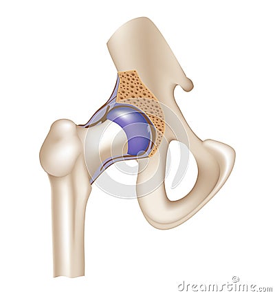 Joint Vector Illustration