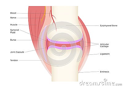 Joint human bone anatomy vector infographic Vector Illustration