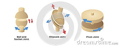 Joint human bone type Vector Illustration