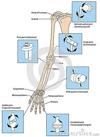 Joint types in the upper limb Vector Illustration