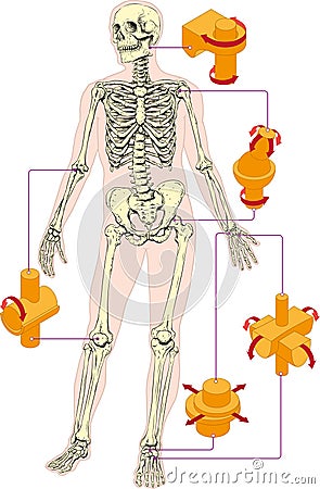 Joints Vector Illustration