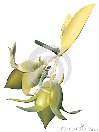 Jojoba Vector Illustration