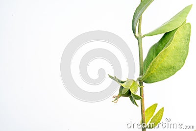 Jojoba bean green on plant stem, isolated Stock Photo