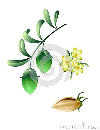 Jojoba branch with flowers and fruits Vector Illustration