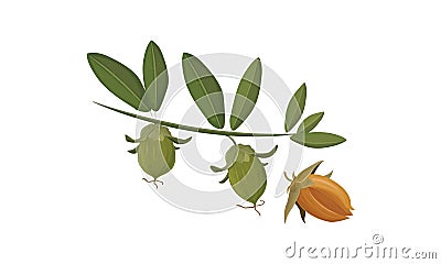 Jojoba Vector Illustration