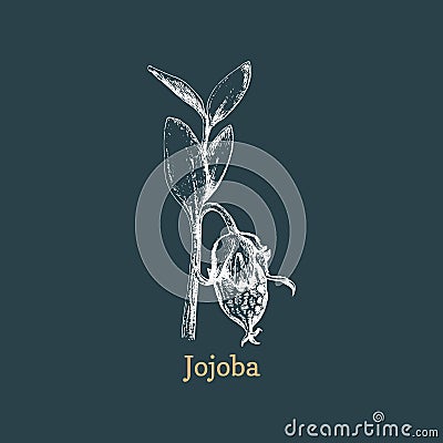 Jojoba branch with seed, sketch in vector. Cartoon Illustration