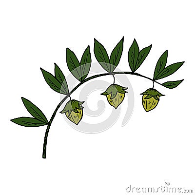 Jojoba in color Vector Illustration