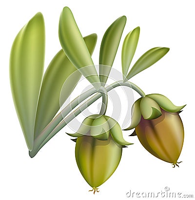 Jojoba fruit. Vector Illustration