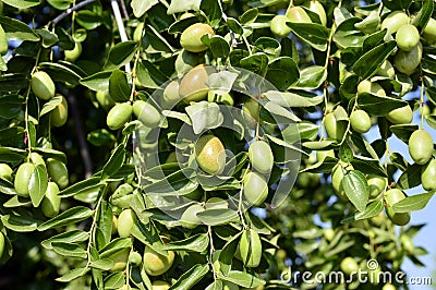 Jojoba green plant Stock Photo