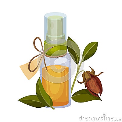 Jojoba Oil Bottle with Label and Jojoba Branch Next to It Vector Illustration Vector Illustration