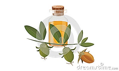 Jojoba oil Vector Illustration