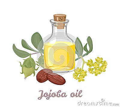 Jojoba oil in glass bottle isolated Vector Illustration