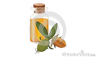 Jojoba oil in a Glass bottle Vector Illustration