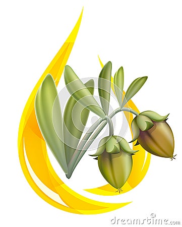 Jojoba oil. Stylized drop. Vector Illustration