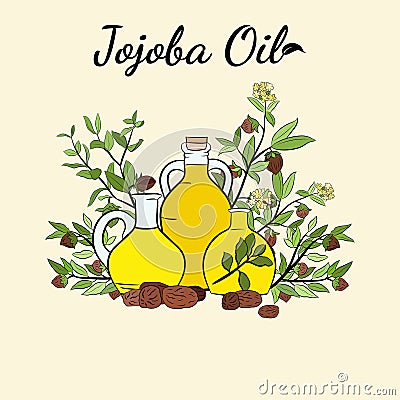 Set of hand drawn jojoba branches with fruits, flowers and leaves. Vector Illustration