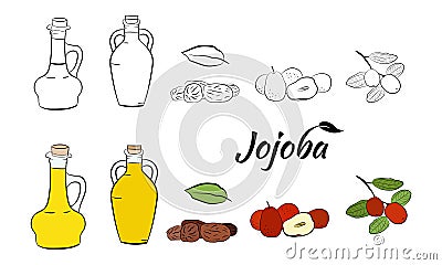 Set of hand drawn jojoba branches with fruits, flowers and leaves. Vector Illustration