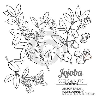 Jojoba plant vector Vector Illustration