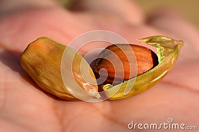 Jojoba seeds Stock Photo