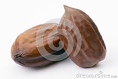 Jojoba seeds (Simmondsia chinensis) Stock Photo