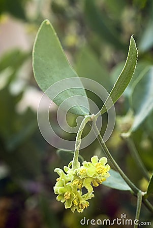 Jojoba (Simmondsia chinensis) Stock Photo