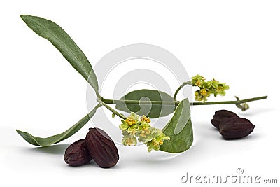 Jojoba Simmondsia chinensis flower, leaves and seeds Stock Photo