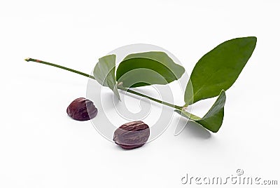 Jojoba (Simmondsia chinensis) leaves and seeds Stock Photo