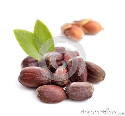 Jojoba (Simmondsia chinensis) leaves with seeds. Stock Photo