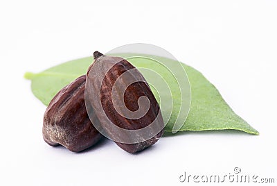 Jojoba (Simmondsia chinensis) leaves and seeds Stock Photo