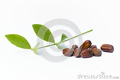 Jojoba Simmondsia chinensis leaves and seeds Stock Photo