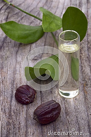 Jojoba (Simmondsia chinensis) leaves, seeds and oil Stock Photo