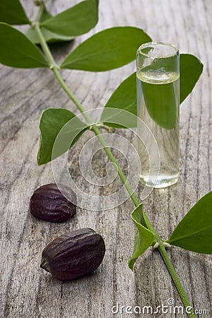 Jojoba (Simmondsia chinensis) leaves, seeds and oil Stock Photo