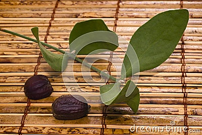 Jojoba (Simmondsia chinensis) leaves and seeds Stock Photo